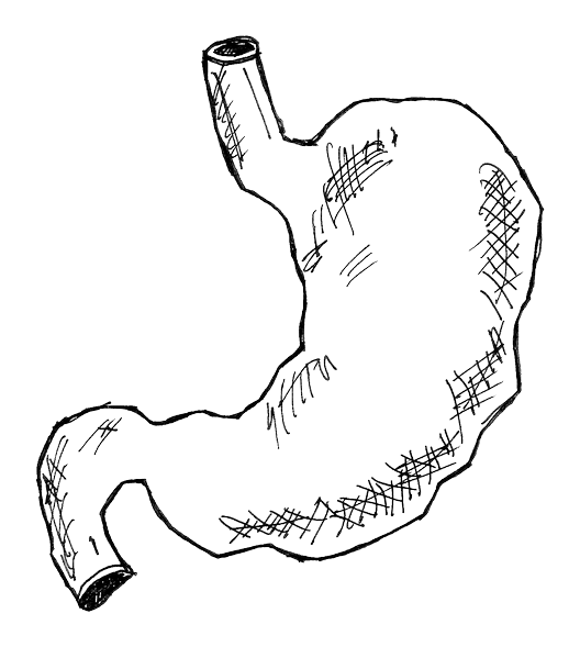 Hand drawn illustration of a stomach